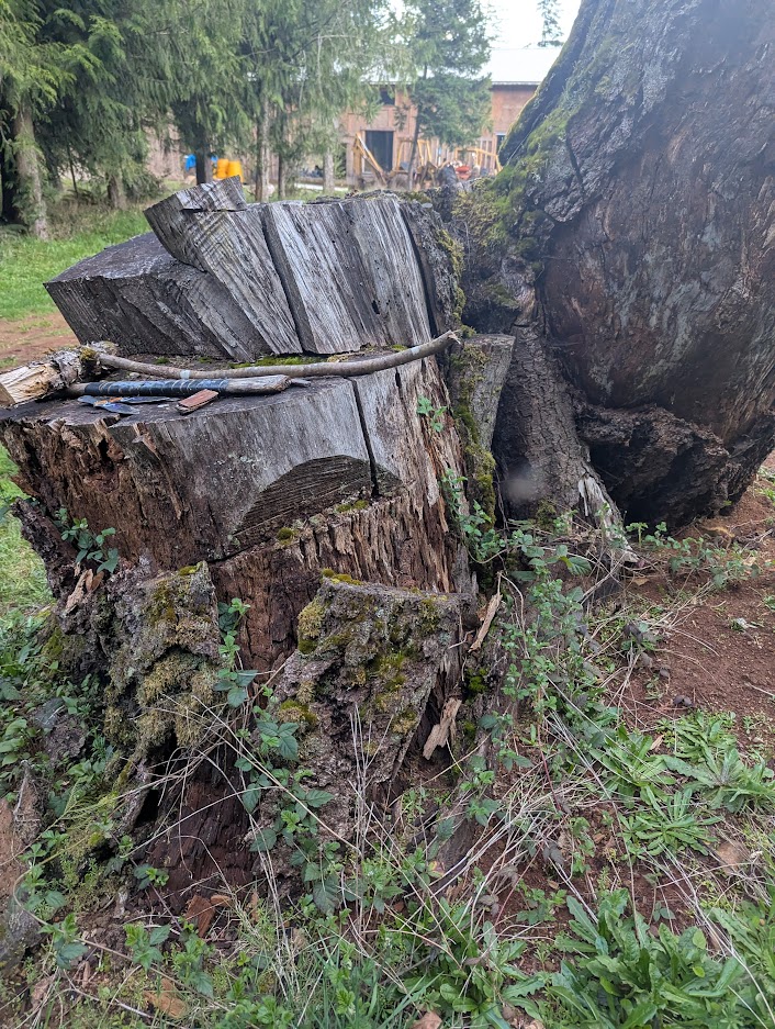 Mossy Stump!